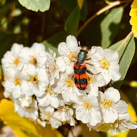 Fuxbau 別荘 Wohlau