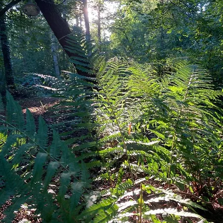 Holiday home Fuxbau Wohlau