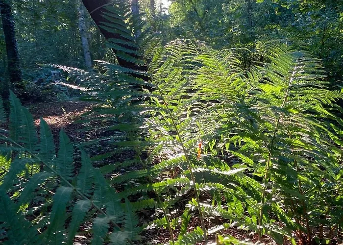 Holiday home Fuxbau Wohlau